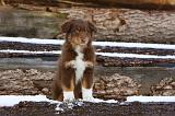 BERGER AUSTRALIEN PUPPIES 577
